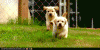 fcb67_funny-animal-gifs-animal-gifs-oof.gif