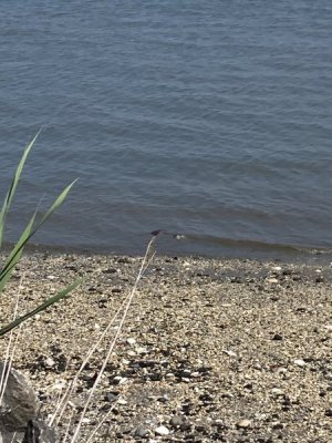 IMG_3341.jpeg