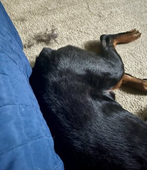 shedding butt.jpg