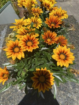 IMG_0509.jpeg