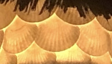 IMG_6338.jpeg