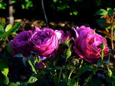 IMG_3054.jpeg