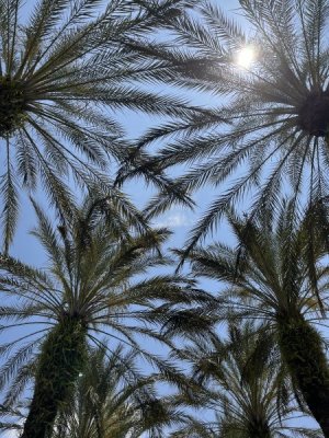 IMG_7600.jpeg