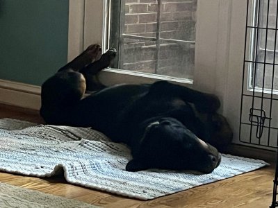 guard nap.jpg
