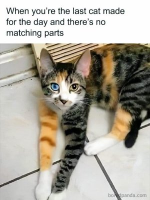 1720504727972.jpeg