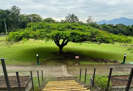 021_tree.jpg