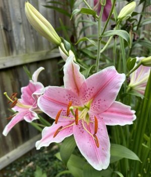 IMG_3859.jpeg