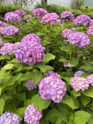 IMG_5189.jpeg