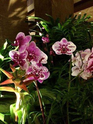 IMG_0412.jpeg
