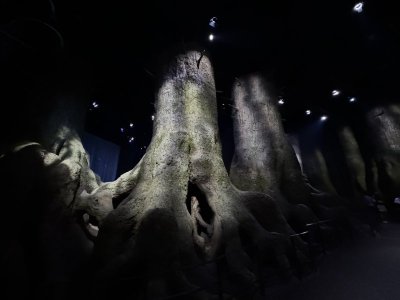 IMG_5419.jpeg