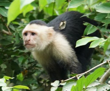 182_jungle.jpg