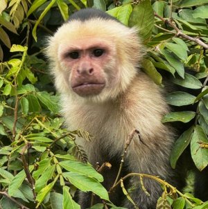 202_jungle.jpg
