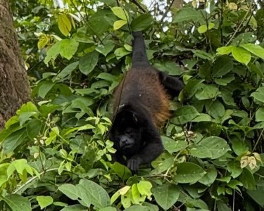 175_jungle.jpg