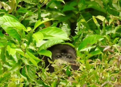 210_jungle.jpg