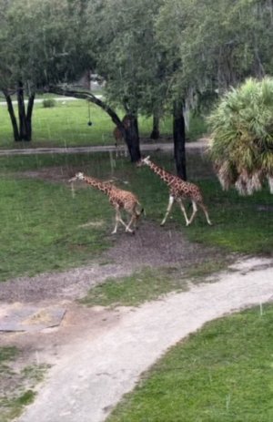 giraffe.jpeg