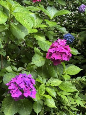 IMG_5998.jpeg