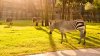 animal-kingdom-villas-jambo-gallery03.jpg