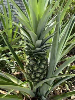 IMG_0551.jpeg