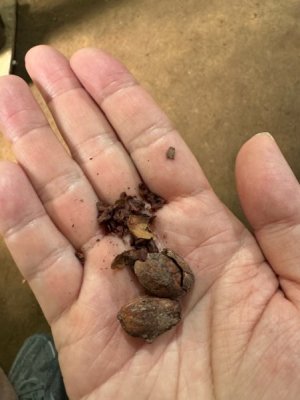 336_chocolate.jpg