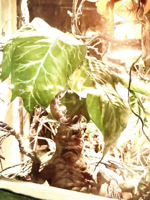 IMG_0381.jpeg