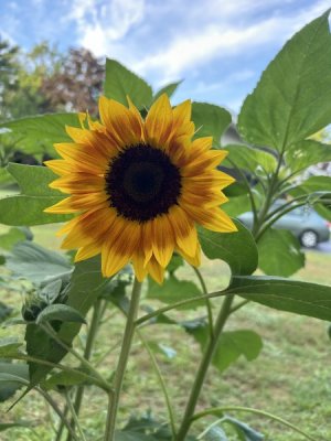 IMG_1212.jpeg