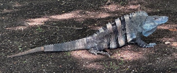 397_iguana.jpg