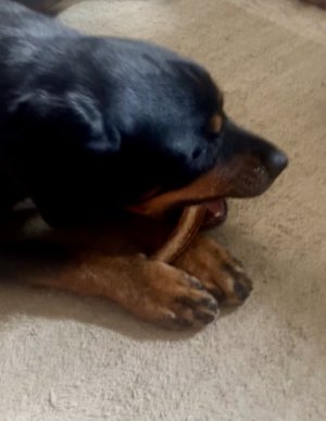 antler.jpg