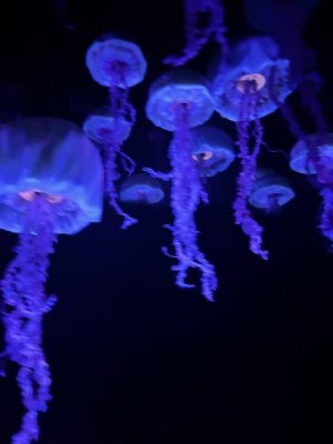 IMG_4388.JPEG