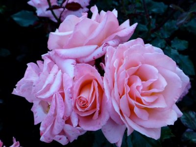 IMG_3065.jpeg