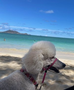 IMG_2093.jpeg