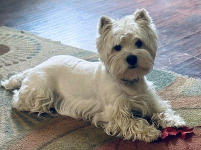 IMG_0074.jpeg