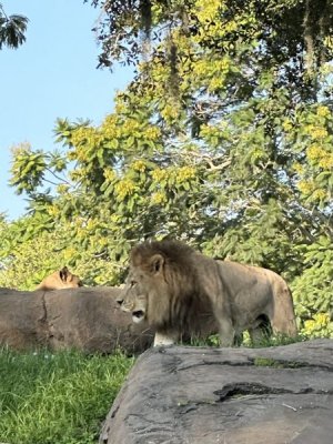 IMG_5248.jpeg