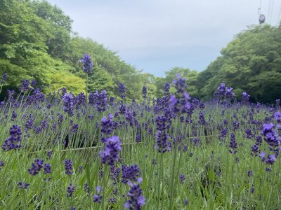 IMG_1451.jpeg