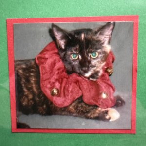 IMG_3392.jpeg