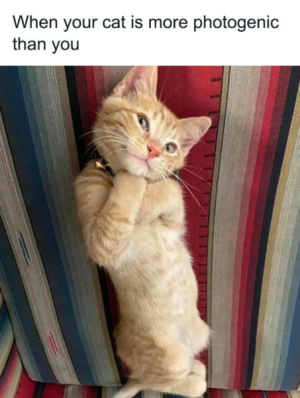 1724507399770.png