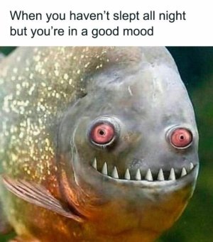 funny-memes-jokes-ibelike-19-66bdfa9d44fd2__700.jpg