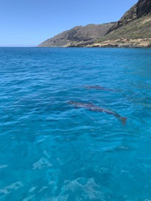 IMG_8113.jpeg