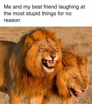 funny-memes-jokes-ibelike-30-66beefbe73c40__700.jpg