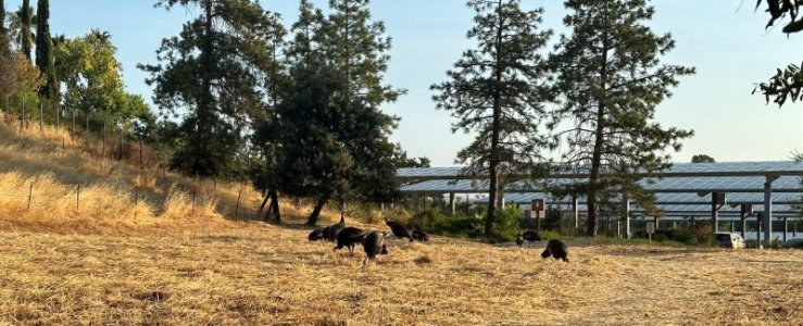 turkeys.jpg