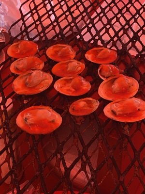 IMG_0720.jpeg