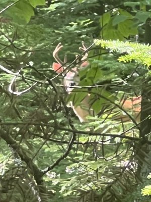 IMG_5126.jpeg