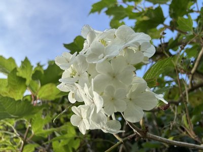IMG_3803.jpeg