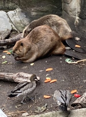 IMG_2764.jpeg
