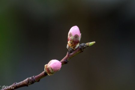 240823 Blossoms-1221.jpg