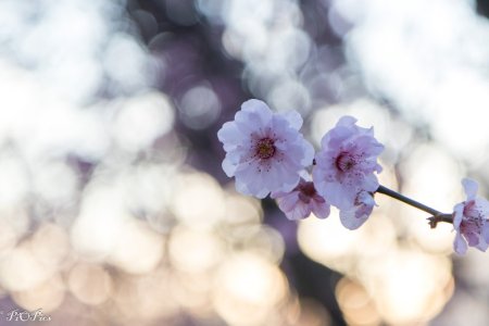 240823 Blossoms-1238.jpg