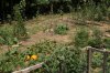 8 4 14 garden (4).JPG