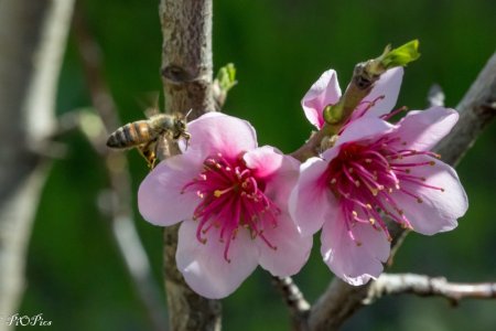 240823 Blossoms-1375.jpg