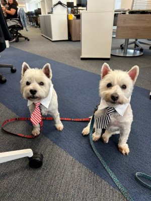 Bonnie and Sky at Work 3.jpg