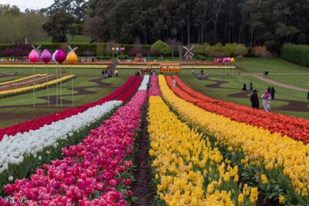 240920 Tulips-1826.jpg