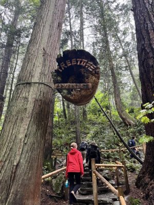Treetop7.jpeg